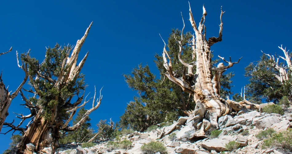 Best Road Trips from Lone Pine, California: Scenic Drives & Hidden Gems